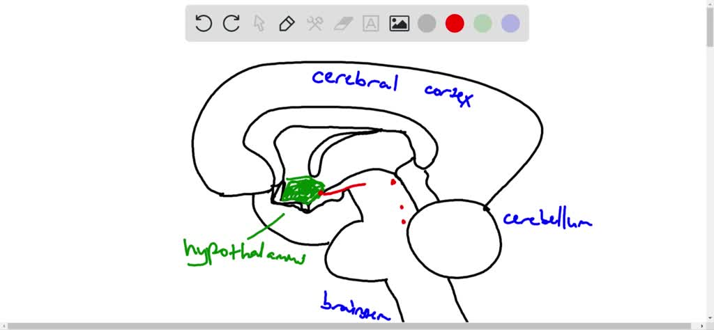 solved-what-part-of-the-brain-is-influential-in-determining-when-to