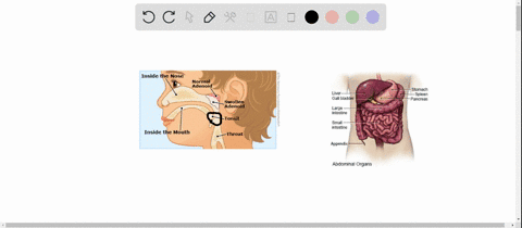 which-of-the-following-is-not-part-of-the-lymphatic-system-a-tonsils-b-spleen-c-liver-d-adenoids-e-l
