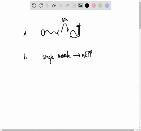 which-statement-about-synaptic-transmission-is-not-true-a-the-synapses-between-neurons-and-muscle-ce