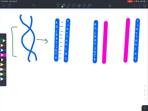 when-dna-replication-begins_____________-a-the-two-dna-strands-unwind-from-each-other-b-the-two-dna-