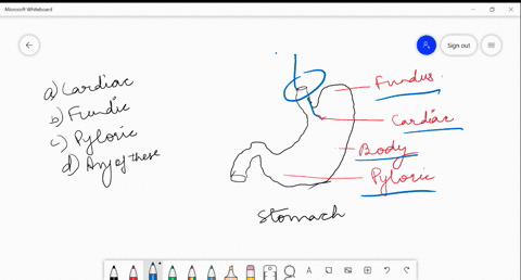 which-part-of-stomach-opens-into-the-first-part-of-small-intestine-a-cardiac-b-fundic-c-pyloric-d-an