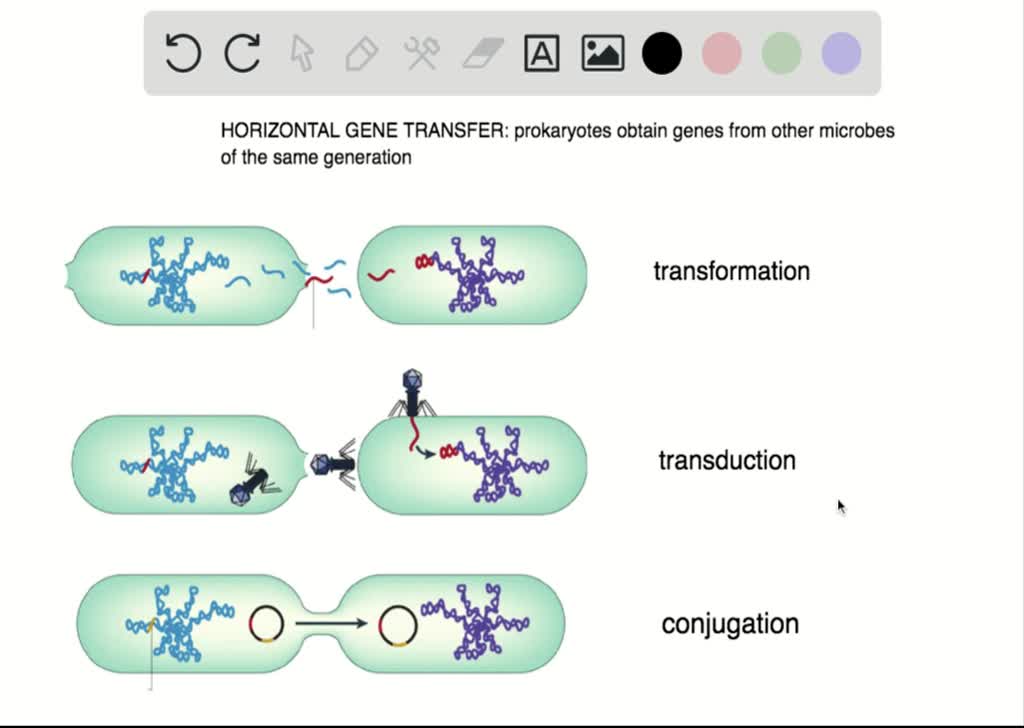 Plasmids 101 Transformation Transduction Bacterial 46 OFF Plasmids 101 Transformation Transduction Bacterial 46 OFF