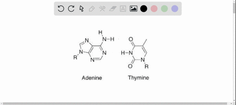 in-a-dna-molecule-the-double-helix-is-held-together-by-hydrogen-bonds-how-many-hydrogen-bonds-are--4