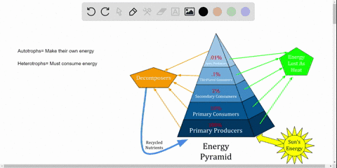 all-organisms-at-the-top-trophic-level-_____________-a-capture-energy-from-a-nonliving-source-b-obta
