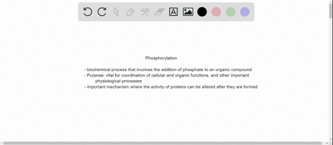phosphorylation-has-opposite-effects-on-glycogen-synthesis-and-breakdown-what-is-the-advantage-of-it