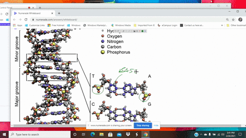 dna-replication-requires-______-a-template-dna-b-free-nucleotides-c-dna-polymerase-d-all-of-the-abov