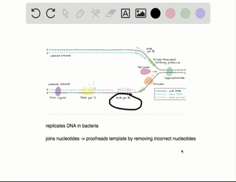 Solved:during Proofreading, Which Of The Following Enzymes Reads The Dna?  A. Dna Polymerase B. Helicase C. Topoisomerase D. Primase Solved:during Proofreading, Which Of The Following Enzymes Reads The Dna?  A. Dna Polymerase B. Helicase C. Topoisomerase D. Primase