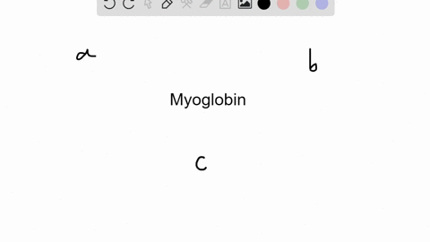myoglobin-has-a-special-function-in-muscle-tissue-it-a-breaks-down-glycogen-b-is-a-contractile-prote