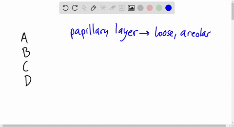 7-the-papillary-and-reticular-layers-of-the-dermis-are-composed-mainly-of-________-a-melanocytes-b-k