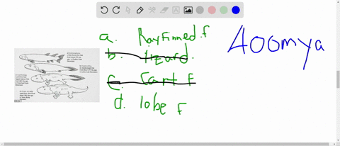 a-divergence-from-____________-gave-rise-to-tetrapods-a-ray-finned-fishes-b-lizards-c-cartilaginous-