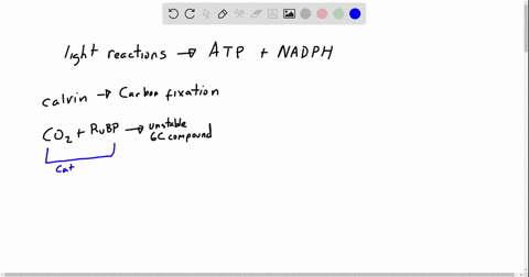 the-nadph-produced-during-the-light-reactions-is-necessary-for-a-the-carbon-fixation-phase-which-inc