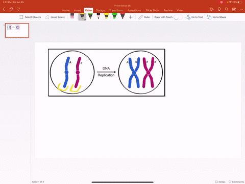 a-replicated-chromosome-is-composed-of-a-two-homologous-chromosomes-held-together-at-the-centromere-