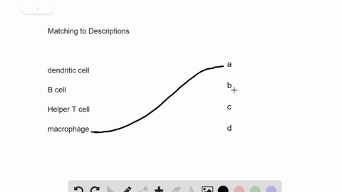 match-the-immune-cell-with-the-best-description-text-dendritic-cell-quad-quad-text-a-large-phagocyte