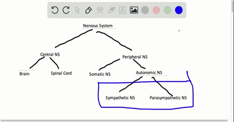 the-______-nervous-system-is-responsible-for-the-fight-flight-freeze-response-whereas-the-______-ner
