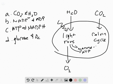 which-of-the-following-are-produced-by-reactions-that-take-place-in-the-thylakoids-and-are-consumed-