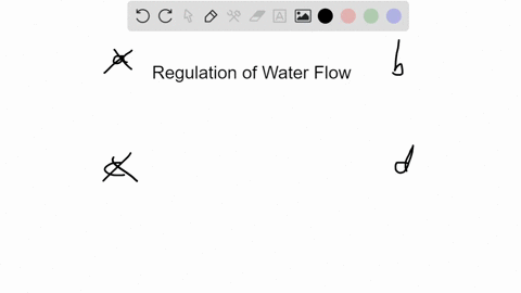 the-regulation-of-water-flow-laterally-between-the-vascular-tissue-and-cell-layers-in-the-outer-port