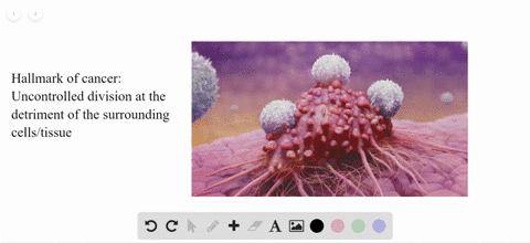 what-are-cancer-causing-genes-called-a-transformation-genes-b-tumor-suppressor-genes-c-oncogenes-d-p