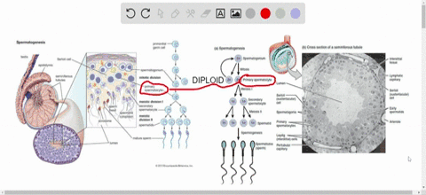which-of-the-following-cells-in-spermatogenesis-is-diploid-a-primary-spermatocyte-b-secondary-sperma