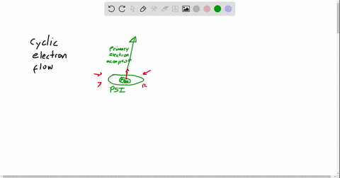 the-cyclic-electron-flow-that-occurs-via-photosystem-i-produces-a-nadph-b-oxygen-c-atp-d-all-of-the-