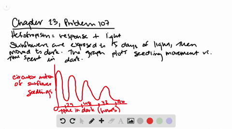 heliotropism-is-the-description-of-a-response-to-the-light-of-the-sun-seedlings-of-sunflowers-were-e