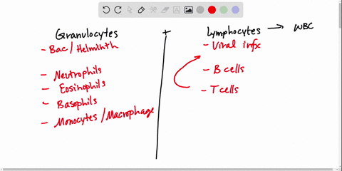 __________-are-targets-of-effector-cytotoxic-t-cells-a-extracellular-virus-particles-in-blood-b-viru