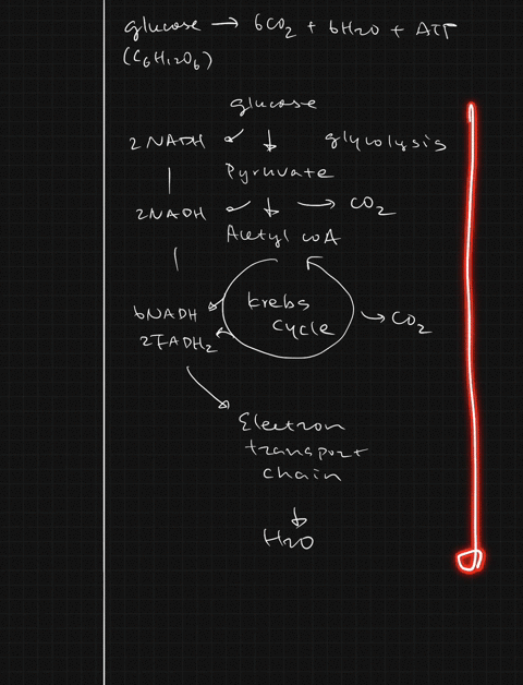 which-of-the-following-processes-is-are-required-for-the-complete-oxidation-of-glucose-a-the-krebs-c