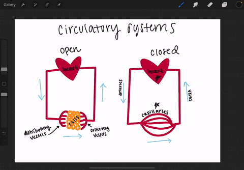 an-open-circulatory-system-is-characterized-by-a-the-absence-of-a-heart-b-the-absence-of-blood-ves-2