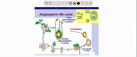 pollination-in-angiosperms-a-never-requires-external-water-b-never-occurs-within-a-single-flower-c-a