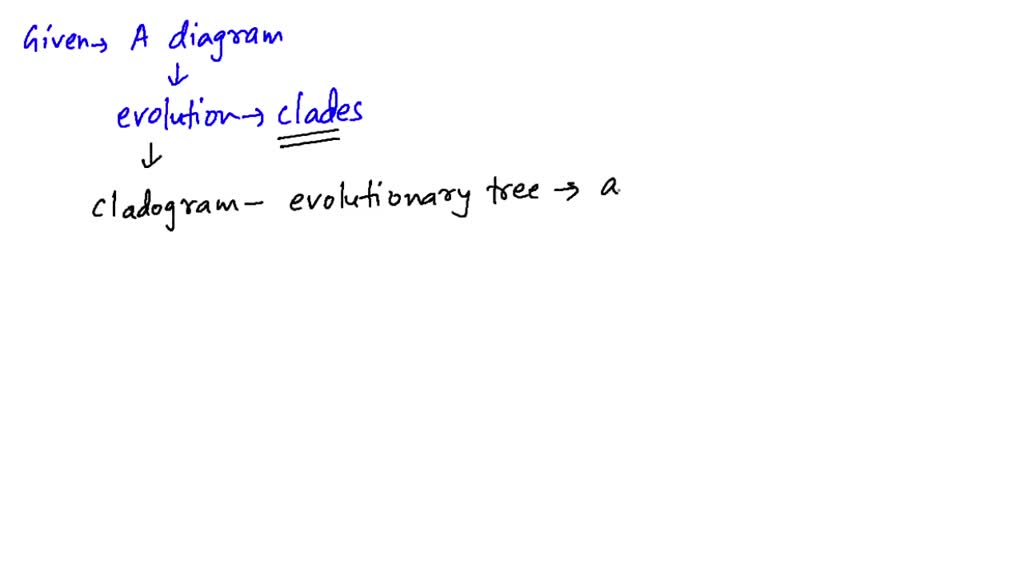 SOLVEDA diagram that shows evolutionary connections between clades is