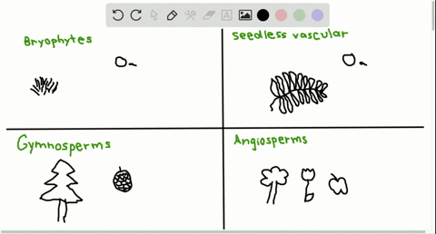 what-are-the-four-major-groups-of-plants-and-the-characteristics-that-distinguish-them