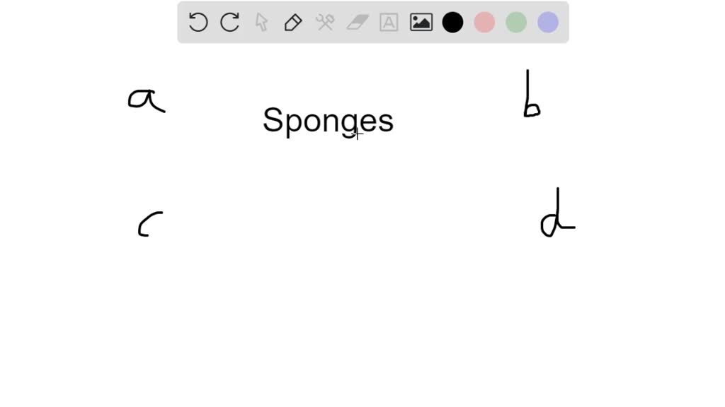 SOLVEDWhich of the following features do sponges lack that some other