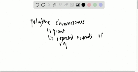 what-are-polytene-chromosomes-and-chromosome-puffs