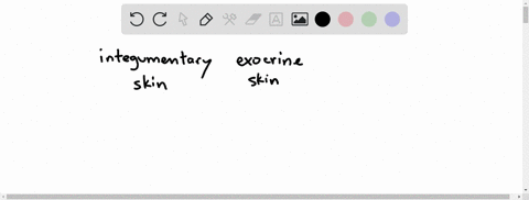 which-organ-system-has-the-homeostatic-function-of-helping-regulate-volume-and-composition-of-bloo-2