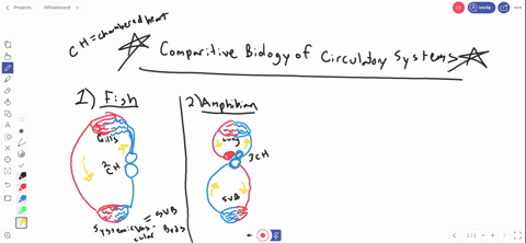 which-circulatory-system-description-best-matches-the-groups-of-animals-a-cephalopod-mollusks-such-a