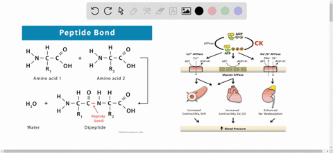 during-muscle-contraction-the-concentration-of-phosphocreatine-in-skeletal-muscle-drops-while-the-co
