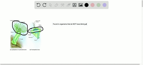 what-is-a-lophophore-a-a-specialized-filter-feeding-structure-b-the-single-opening-in-species-with-a