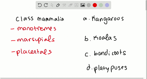 monotremes-include-a-kangaroos-b-koalas-c-bandicoots-d-platypuses