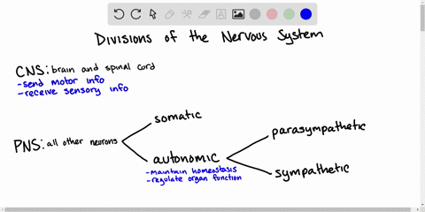 the-division-of-the-nervous-system-that-controls-voluntary-muscle-movement-is-the-a-autonomic-nervou