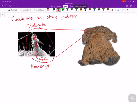 what-features-of-cnidarians-make-them-strong-predators