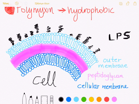what-bacterial-structural-target-would-make-an-antibacterial-drug-selective-for-gram-negative-bacter
