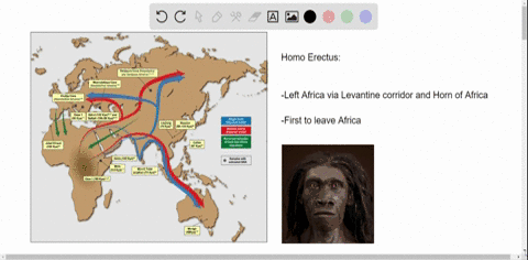 which-hominin-was-probably-the-first-to-migrate-out-of-africa-a-australopithecus-afarensis-b-homo-sa