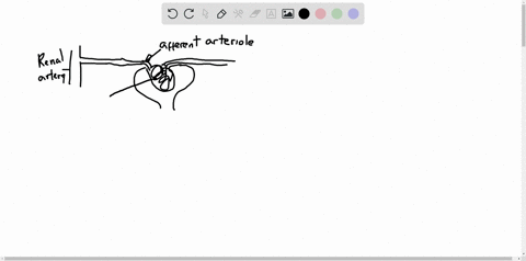 the-afferent-arteriole-delivers-blood-to-the-a-renal-artery-b-efferent-arteriole-c-renal-vein-d-ca-5