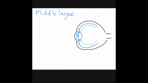 bright-light-causes-the-________-to-shrink-a-lens-b-pupil-c-fovea-d-blind-spot