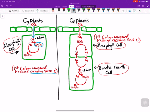 how-does-the-process-of-carbon-fixation-in-mathrmc_3-plants-differ-from-that-in-mathrmc_4-plants