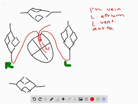 trace-the-path-of-blood-starting-in-a-pulmonary-vein-through-the-heart-and-around-the-body-returni-2