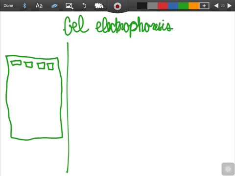 explain-how-gel-electrophoresis-is-used-to-separate-dna-fragments-of-different-lengths