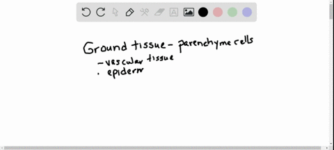 ground-tissue-consists-mainly-of-__________-a-waxes-and-cellulose-b-lignified-cell-walls-c-parenchym
