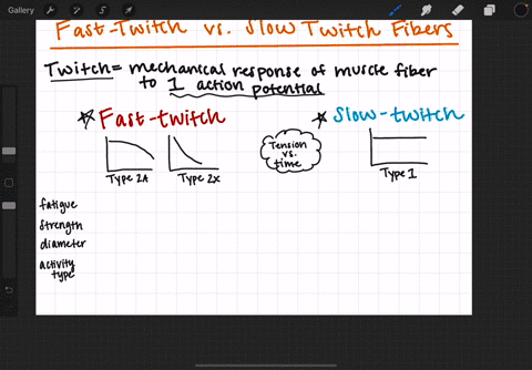 fast-twitch-fibers-differ-from-slow-twitch-fibers-in-that-a-they-are-more-common-in-the-leg-muscle-2