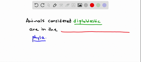 which-are-phyla-of-diploblastic-animals-a-porifera-and-cnidaria-b-cnidaria-and-ctenophora-c-cnidaria