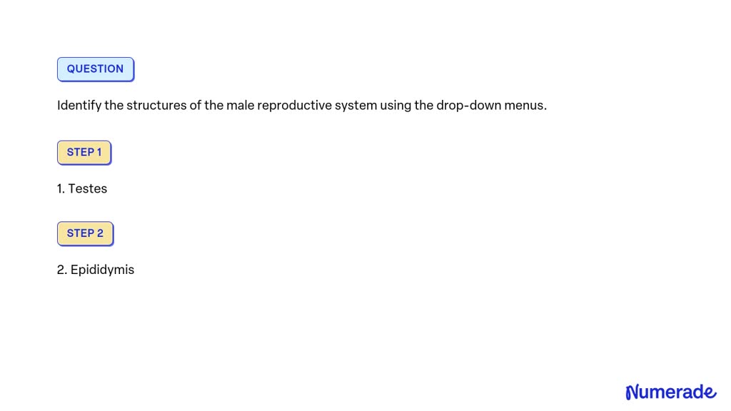 SOLVED: Identify the structures of the male reproductive system using ...